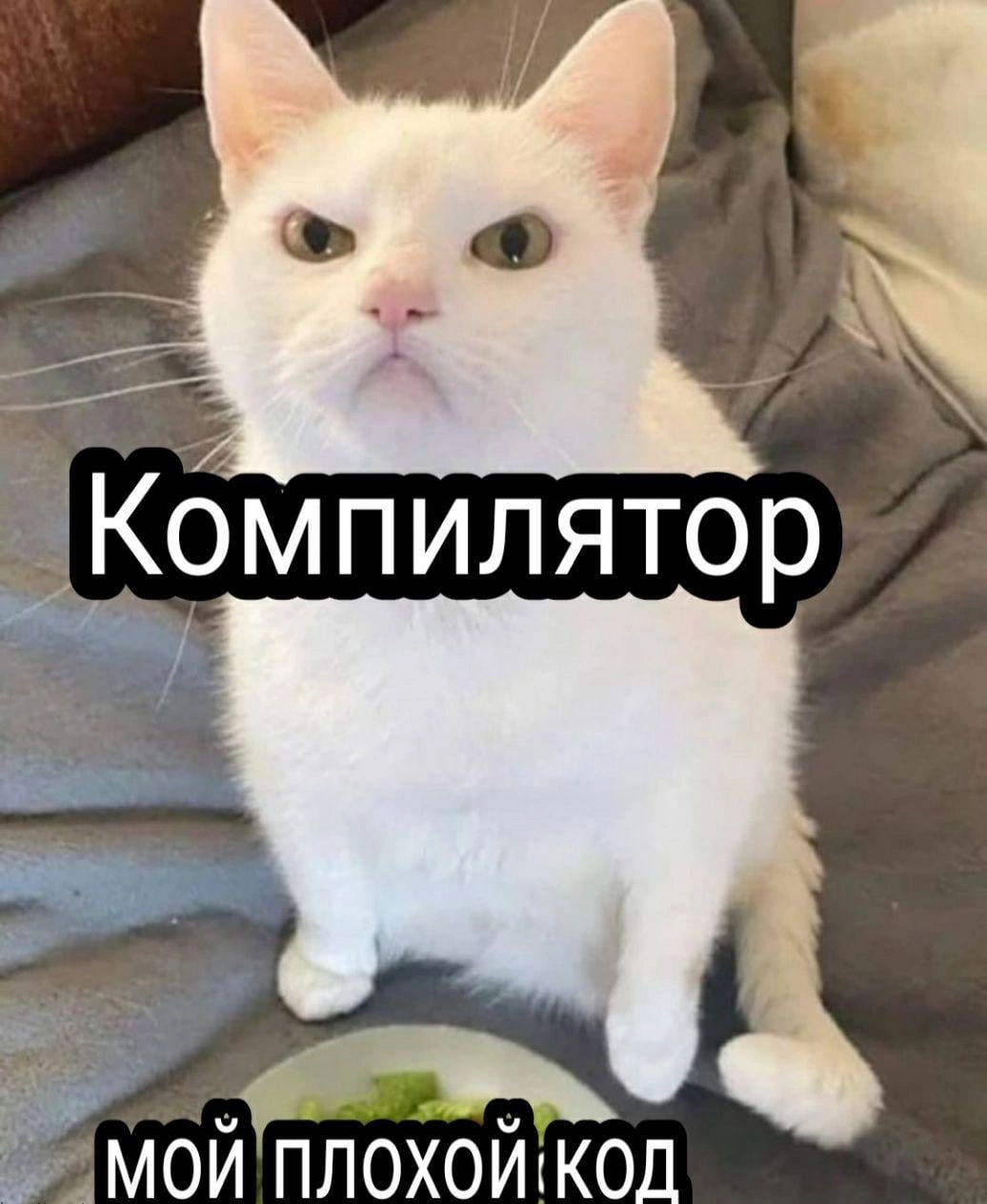 Рандомные коты. Рандомные коты